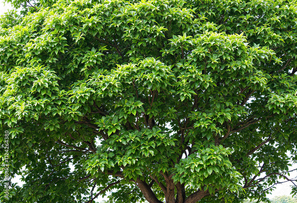 Fototapeta premium A large, lush green tree with a full, rounded canopy of leaves