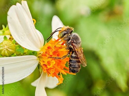 Bee Pollination of Flowers in beauty Nature