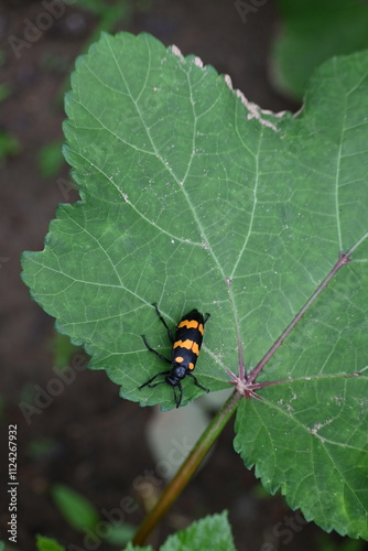 Hycleus Beetle insect is sitting on okra leaves. It  is a genus of blister beetle belonging to the Meloidae family found in Africa and Asia. Hycleus polymorphus. They eat all types of flowers.
 photo