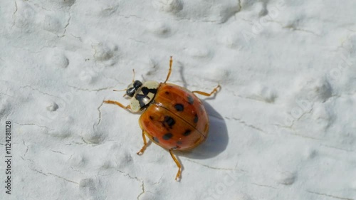 Asian lady beetle in macro shot on a white background. Orange Ladybug crawling photo