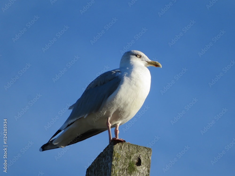 Mouette Mouette
