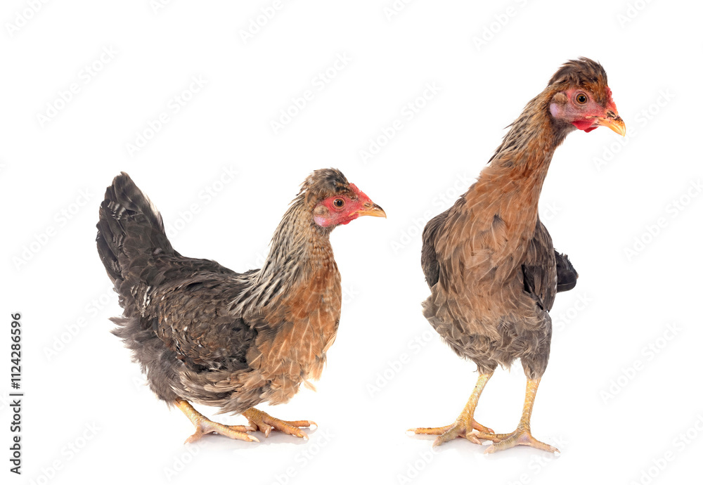 Fototapeta premium cream legbar chicken