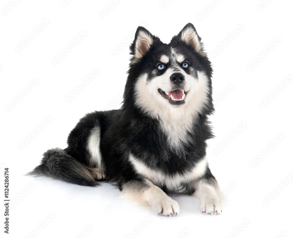 Pomsky in studio Pomsky in studio