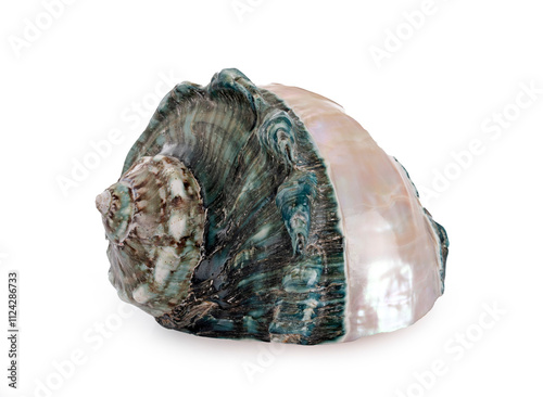 conch shell in studio photo