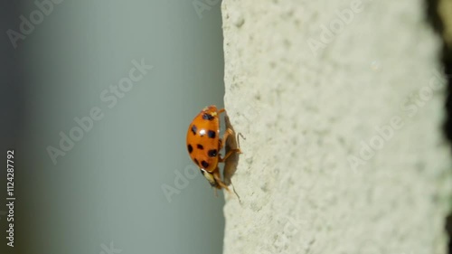 Asian lady beetle in macro shot on a white background. Orange Ladybug crawling