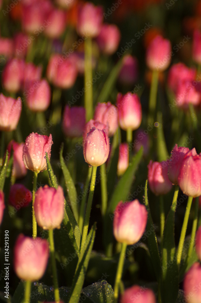 Obraz premium Delicate pink tulips bloom in a vibrant spring garden, a breathtaking display of nature's floral beauty