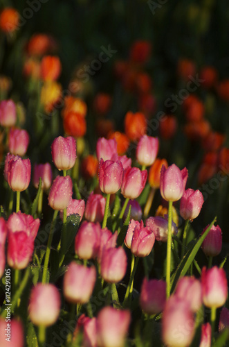 Delicate pink tulips bloom in a vibrant spring garden, a breathtaking display of nature's floral beauty