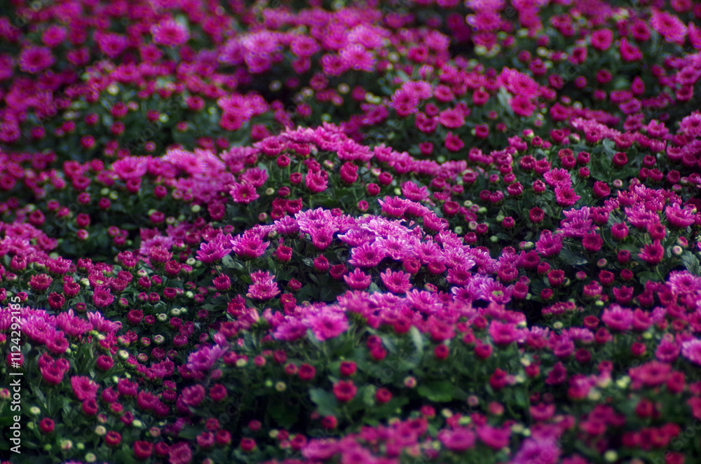 Obraz premium Light pink flowers cover a vast flower field, purple flower background, morning flower bed in the flower section