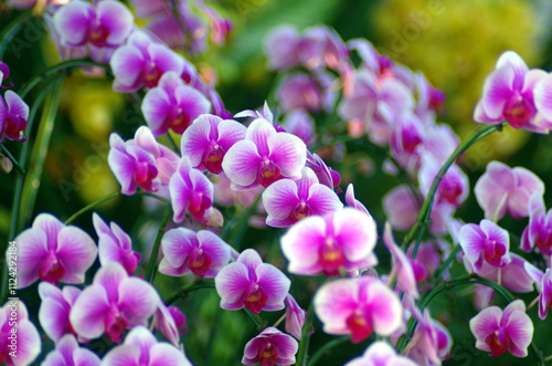 Purple orchid  bloom in a vibrant spring garden, Purple orchid on yellow background, soft morning sunlight in the garden