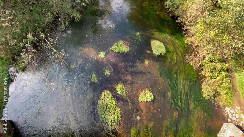 River water flowing over green water vegetation. Steady shot and calm atmosphere. River water flowing over green water vegetation. Steady shot and calm atmosphere.