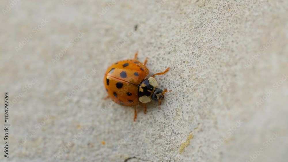 Asian lady beetle in macro shot on a white background. Orange Ladybug crawling Asian lady beetle in macro shot on a white background. Orange Ladybug crawling