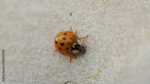 Asian lady beetle in macro shot on a white background. Orange Ladybug crawling photo