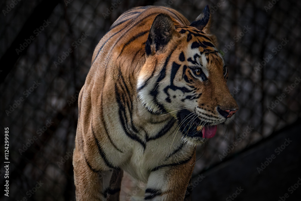 Naklejka premium Golden Tabby Tiger