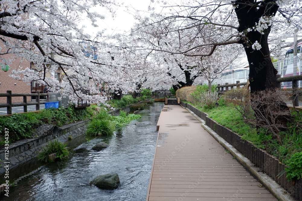 Cherry blossoms bloom on spring in Japan. Cherry blossoms bloom on spring in Japan.