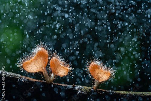 Hairy mushrooms with splash water drops on decayed trunk in forest.