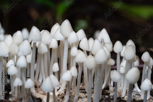 Group of Coprinellus disseminatus growing on ground in forest.