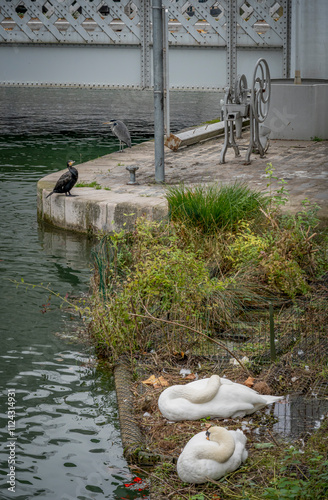 Paris, France - 11 16 2024: View of two swans, one cormorant and one gray heron near the edge of the Ourcq canal.