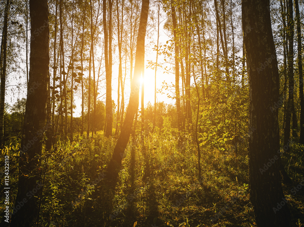 Obraz premium Birch grove with golden leaves in golden autumn, illuminated by the sun at sunset or dawn. Aesthetics of vintage film.