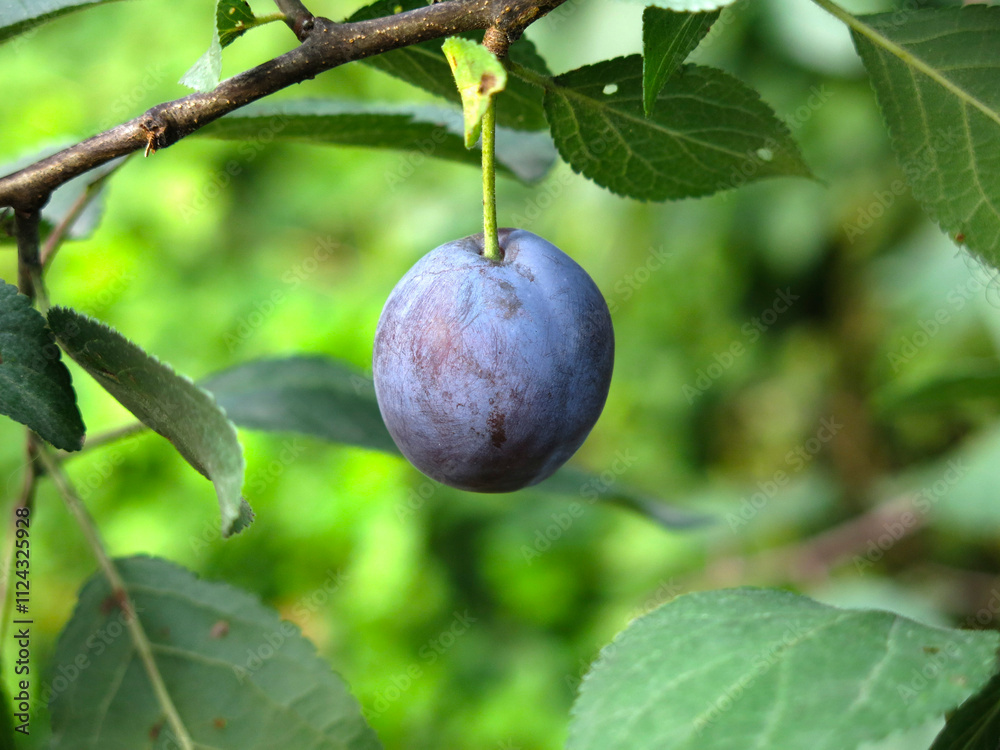 blue plums hang on branches in autumn blue plums hang on branches in autumn