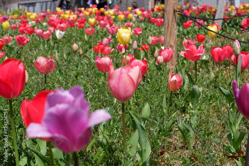 The tulip flower on the field. photo