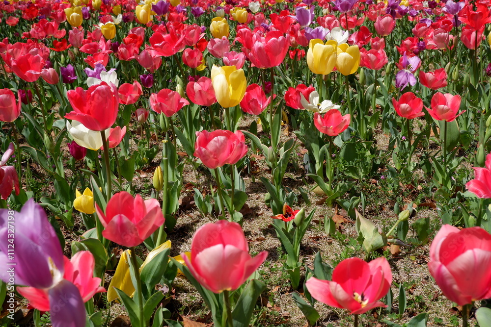 Fototapeta premium The tulip flower on the field.