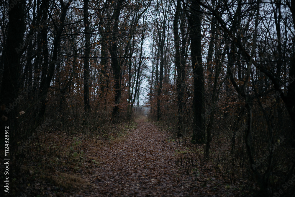 path in the forest