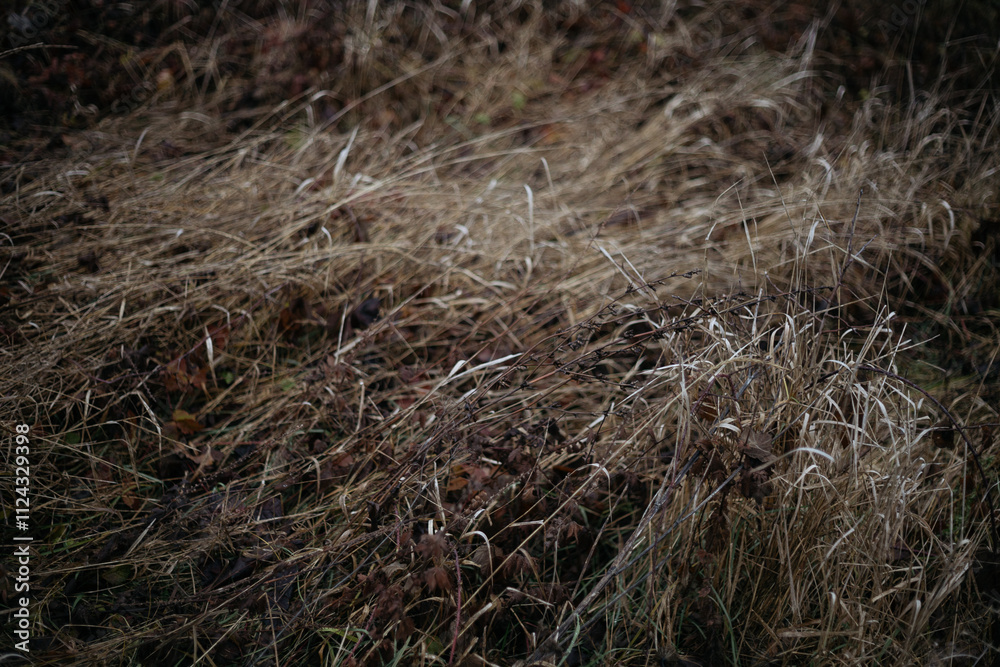 grass in the wind grass in the wind