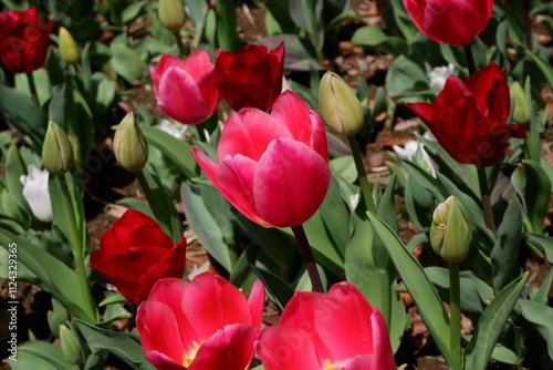 The tulip flower on the field. photo