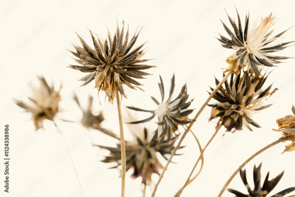 Dried spiky flowers with light beige background macro Dried spiky flowers with light beige background macro