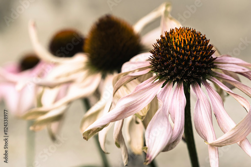 Moody fresh flowers in a garden macro