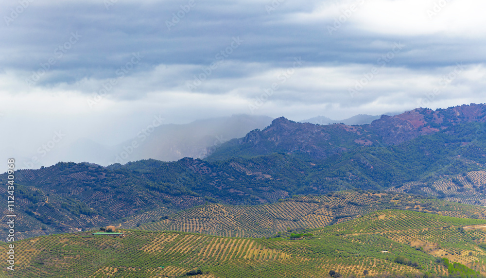 Landscape with extensive olive groves. In the background is a mountain range shrouded in clouds Landscape with extensive olive groves. In the background is a mountain range shrouded in clouds