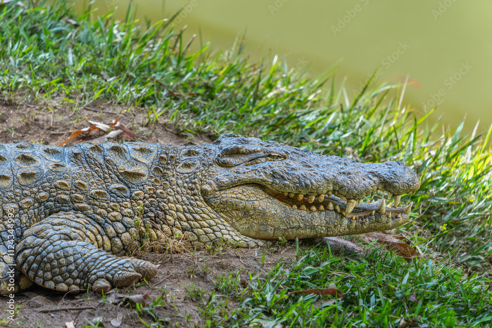 A close-up of a crocodile resting by the pond, showcasing its textured skin and sharp teeth. The crocodile is lying on the grass near the water. Andasibe Reserve, Madagascar. A close-up of a crocodile resting by the pond, showcasing its textured skin and sharp teeth. The crocodile is lying on the grass near the water. Andasibe Reserve, Madagascar.