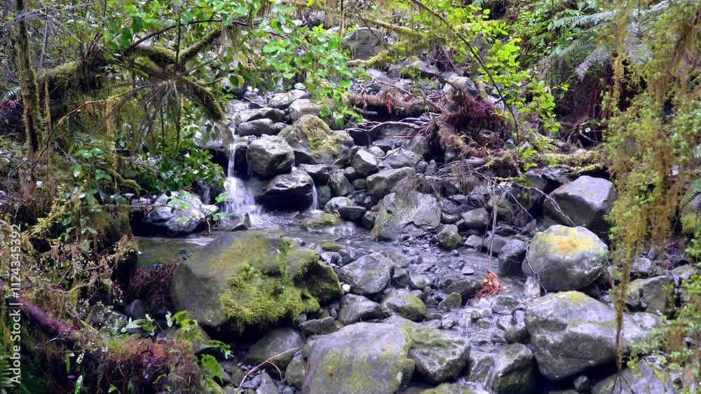 Small Creek Flowing Through Forest on a Rainy Day in New Zealand Small Creek Flowing Through Forest on a Rainy Day in New Zealand