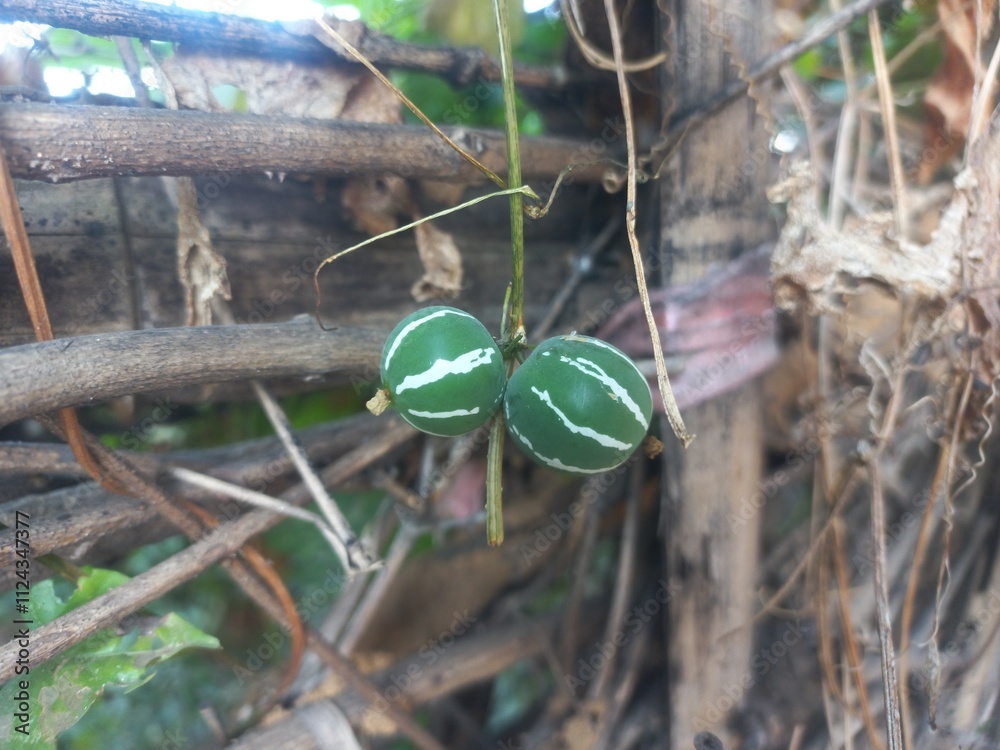 colorful Neoachmandra japonica,The fruits of Diplocyclos palmatus are decorated and but they are toxic colorful Neoachmandra japonica,The fruits of Diplocyclos palmatus are decorated and but they are toxic