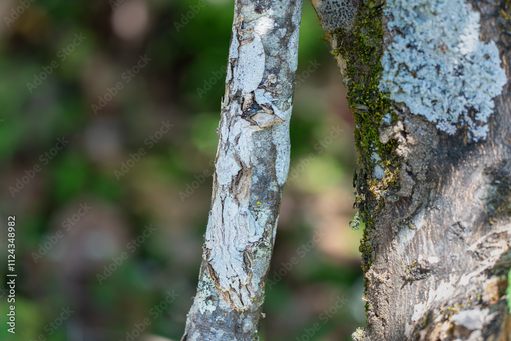 A Leaf-tailed gecko (Uroplatus fimbriatus) perfectly camouflaged on a tree trunk. Its unique leaf-like tail and body shape allow it to blend into its surroundings. Andasibe Reserve, Madagascar. A Leaf-tailed gecko (Uroplatus fimbriatus) perfectly camouflaged on a tree trunk. Its unique leaf-like tail and body shape allow it to blend into its surroundings. Andasibe Reserve, Madagascar.