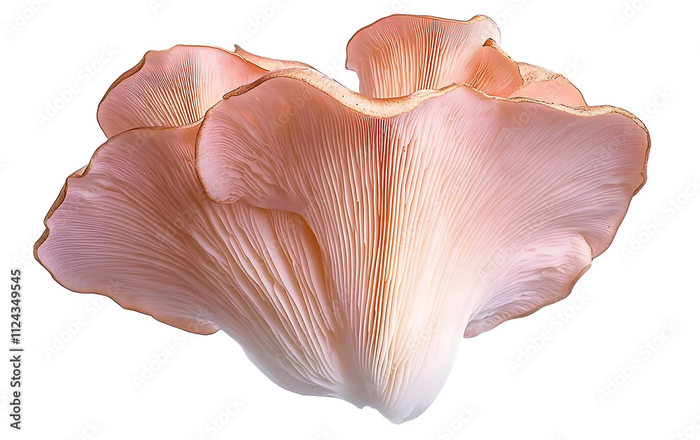 Isolated pink oyster mushroom cut out on white background. Isolated pink oyster mushroom cut out on white background.