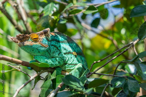 A vibrant green Parson's chameleon rests on a branch. Its striking green scales and distinctive horn-like casque are clearly visible, as are its independently rotating eyes. Madagascar. photo