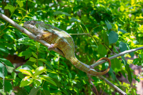 A vibrant panther chameleon with dark red skin and white stripes crawls on a tree branch. Its tail is curled and its eyes are focused on something off camera. Madagascar.