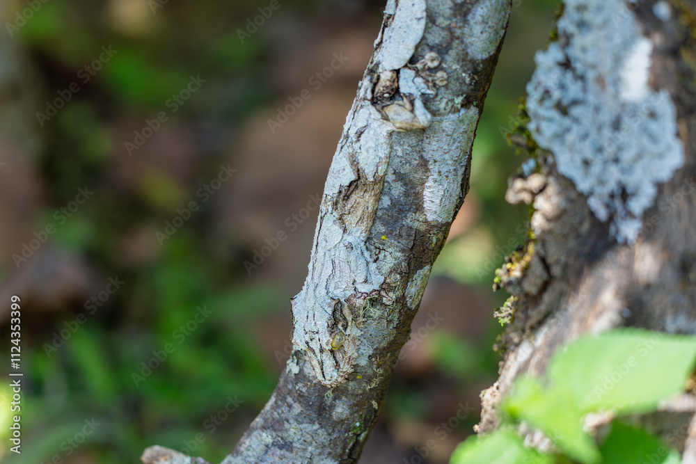 A Leaf-tailed gecko (Uroplatus fimbriatus) perfectly camouflaged on a tree trunk. Its unique leaf-like tail and body shape allow it to blend into its surroundings. Andasibe Reserve, Madagascar. A Leaf-tailed gecko (Uroplatus fimbriatus) perfectly camouflaged on a tree trunk. Its unique leaf-like tail and body shape allow it to blend into its surroundings. Andasibe Reserve, Madagascar.