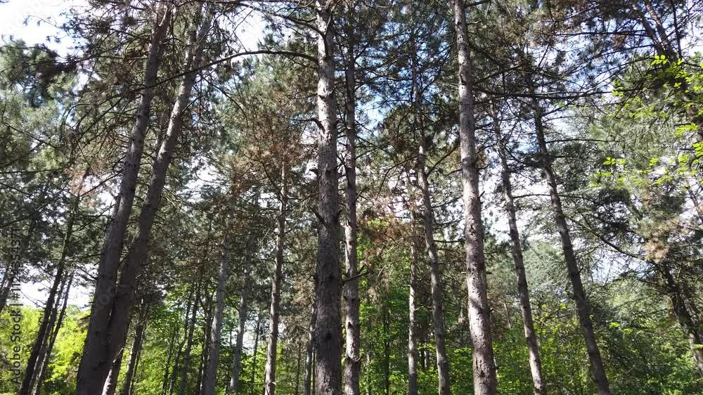 Beautiful pine tree forest. Landscape with pine trees Beautiful pine tree forest. Landscape with pine trees