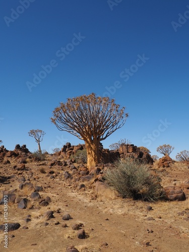 cactus in the desert of Africa