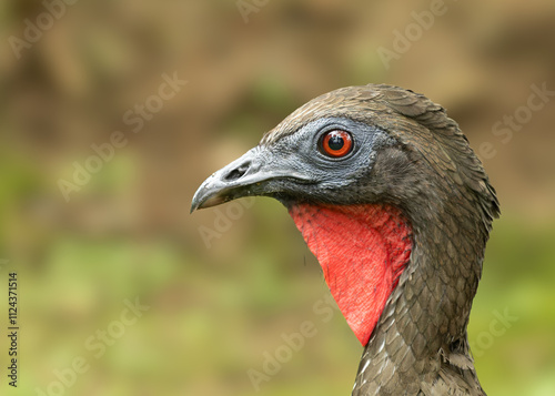 Portrait of a crested guan. The gallinaceous bird lives in a forested landscape in Costa Rica. photo