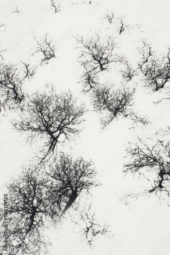 Obraz premium Intricate shadow patterns of silhouetted trees.