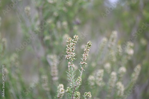 Erica manipuliflora is a plant belonging to the genus Erica photo