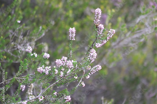 Erica manipuliflora is a plant belonging to the genus Erica photo
