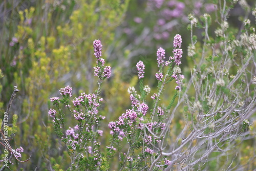 Erica manipuliflora is a plant belonging to the genus Erica photo
