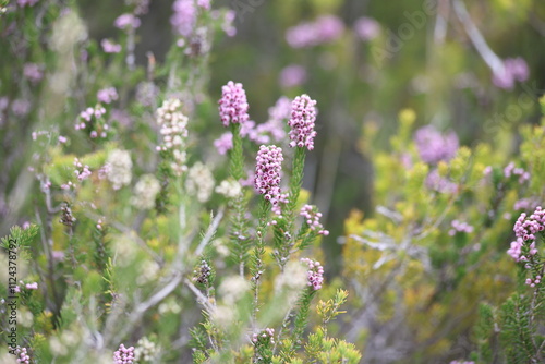 Erica manipuliflora is a plant belonging to the genus Erica photo