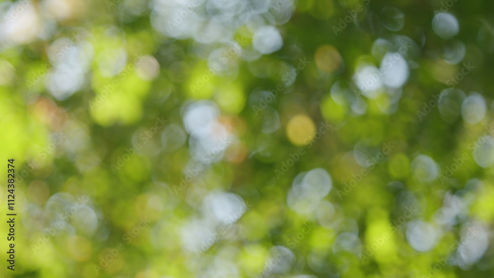 Obraz premium Fall Green Yellow Tree Branch Lush Swaying. Bright Autumn Leaves Of Trees. Yellow And Green Leaves Moving By Afternoon Breeze. Bokeh.