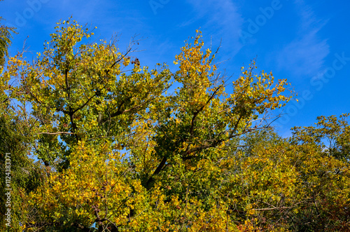 A tree with leaves that are yellow and green. The sky is blue and there are no clouds.