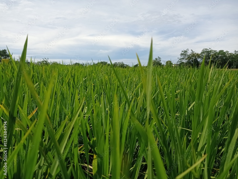 Obraz premium A close-up perspective of a lush green rice paddy field